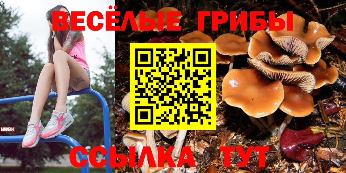 Псилоцибиновые грибы MAGIC MUSHROOMS  Вход с VPN  Губкинский  Псилоцибиновые грибы Psilocybe 